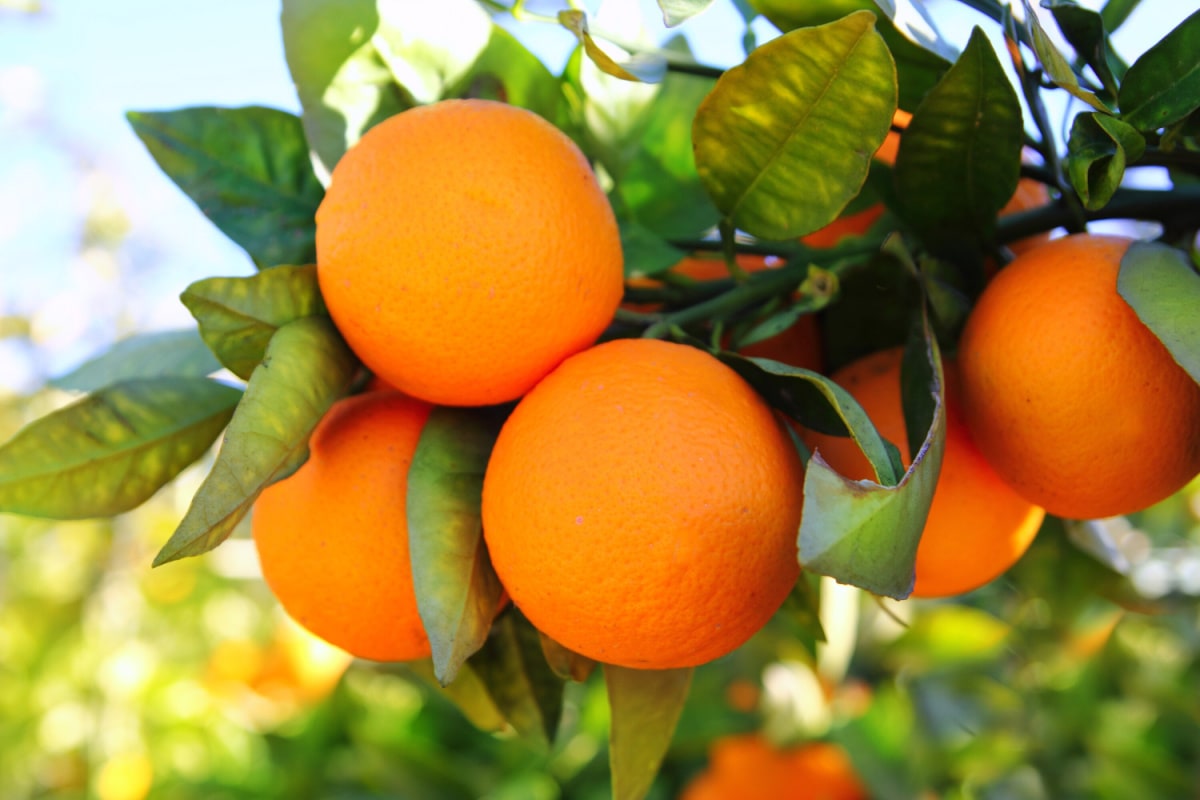 Branch of oranges on tree with green leaves in valencia spain