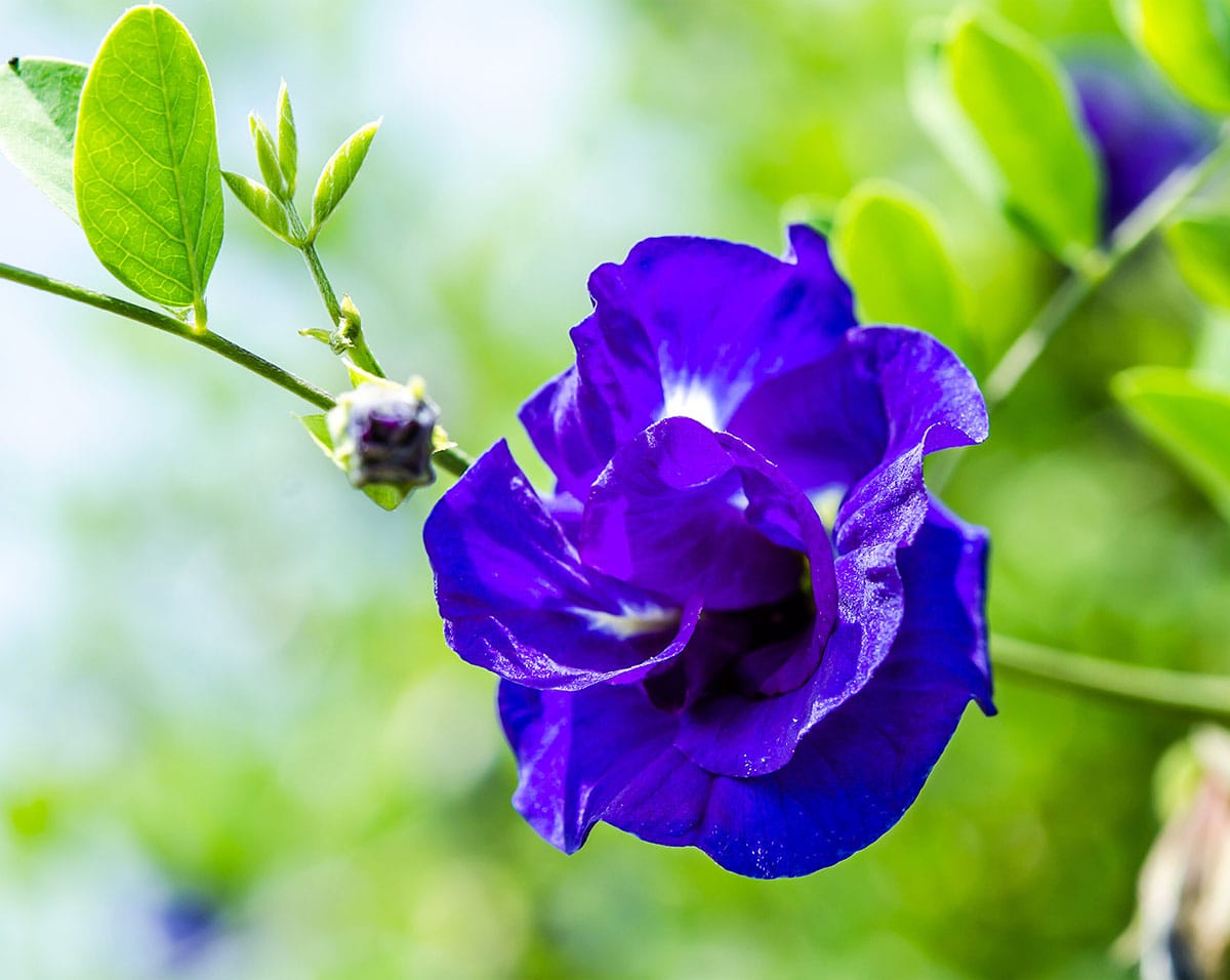 Butterfly pea flower